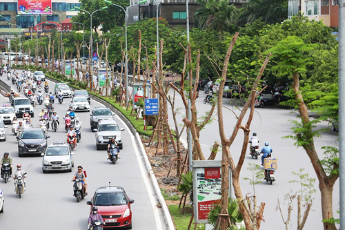 Hà Nội áp dụng công nghệ để cây phượng ra hoa quanh năm