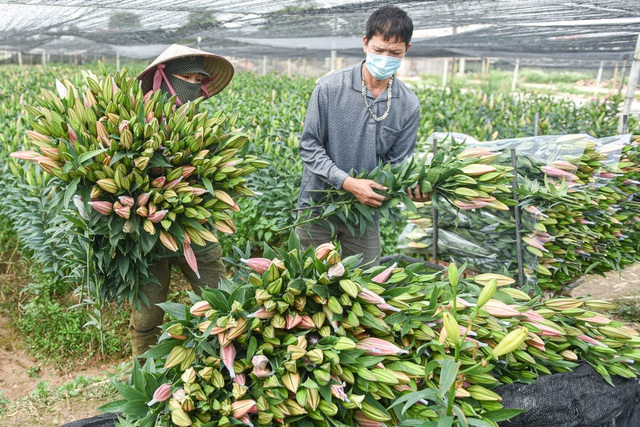 Giá hoa thấp kỷ lục, người trồng hoa Tây Tựu "ngồi trên đống lửa"