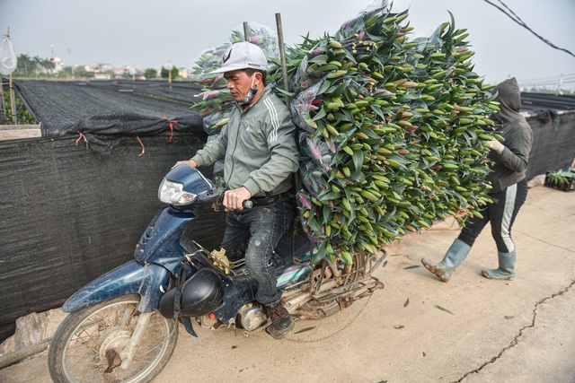 Giá hoa thấp kỷ lục, người trồng hoa Tây Tựu "ngồi trên đống lửa"